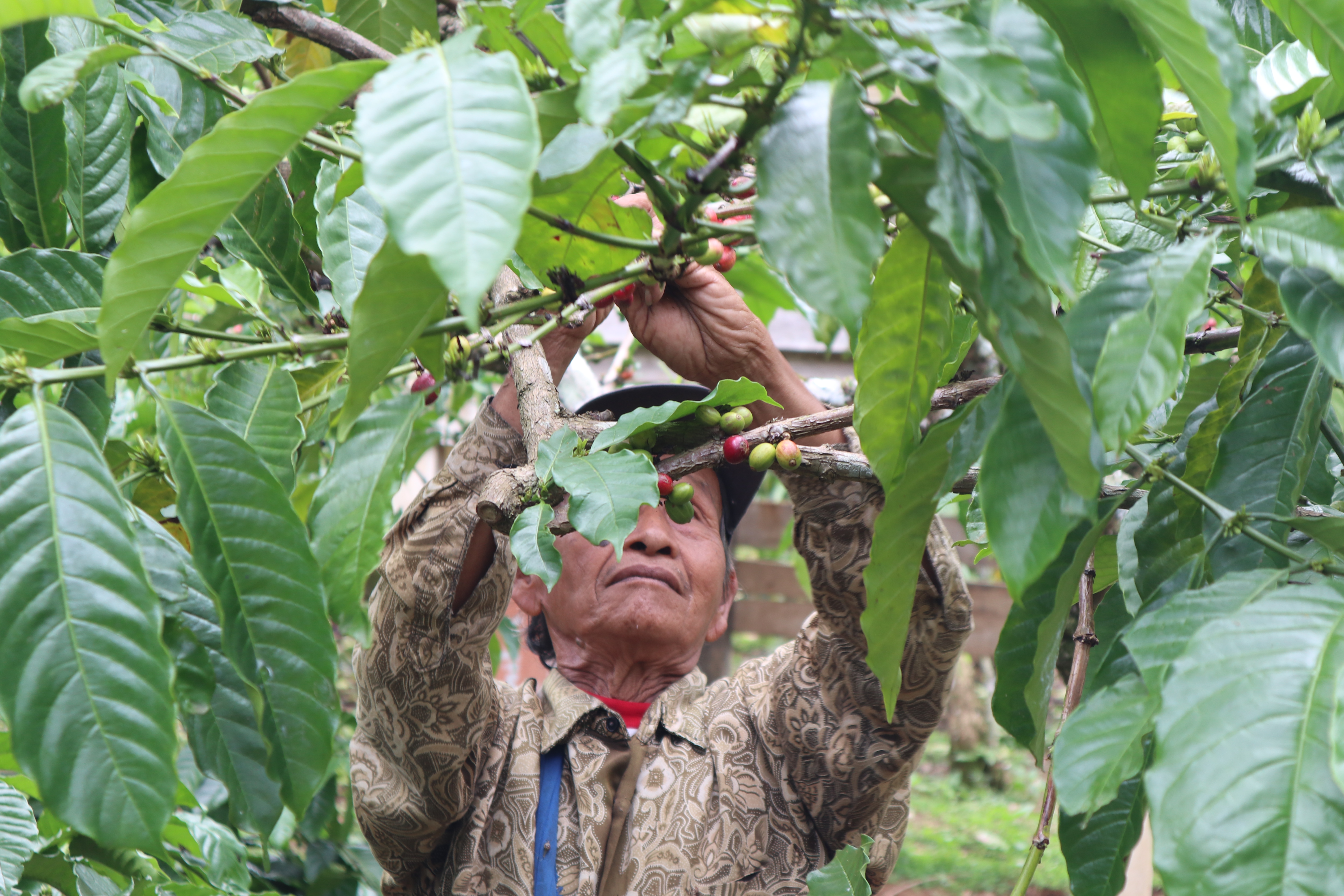 Coffee sorting and supply chain process