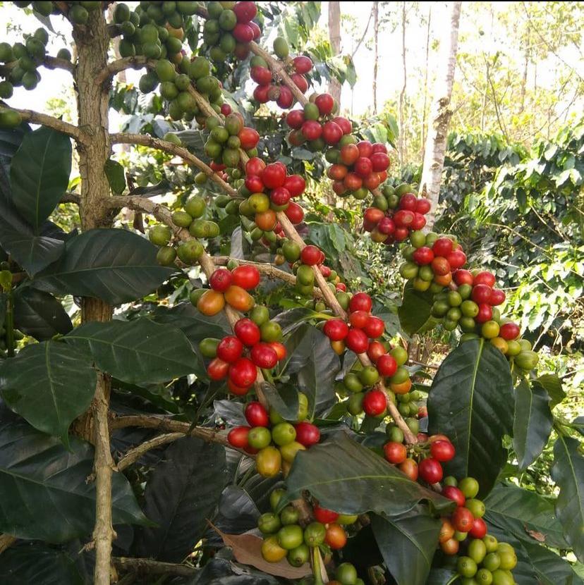 How to Import Indonesian Coffee Beans: Documentation Guide for Buyers