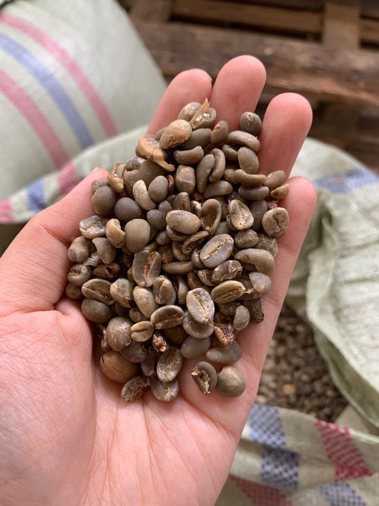 Arabica Java green coffee beans