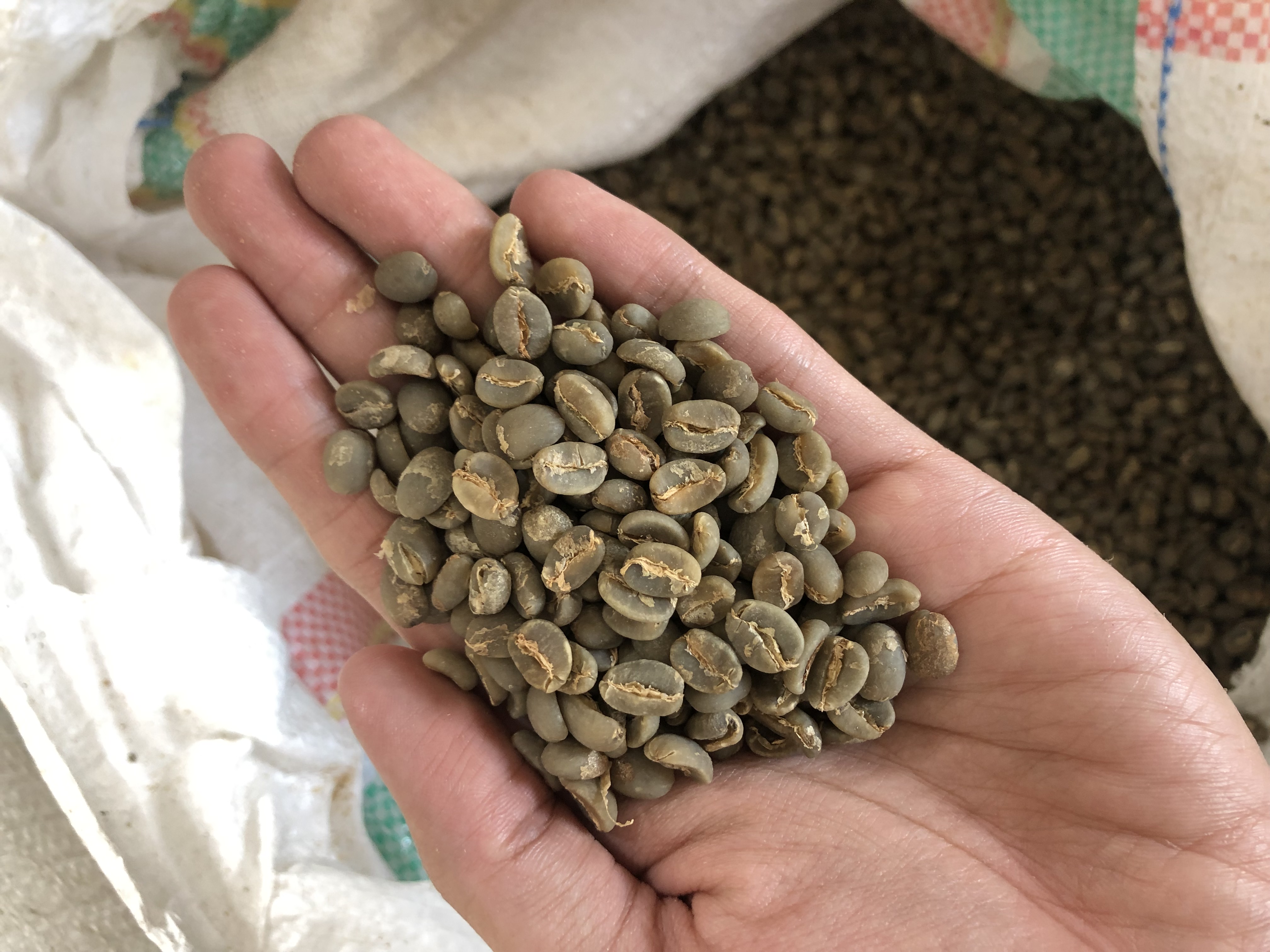 Robusta Central Java green coffee beans